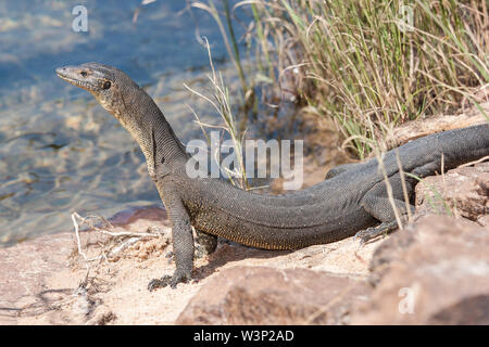 Mertens Wasser Monitor von Nord Australien Stockfoto