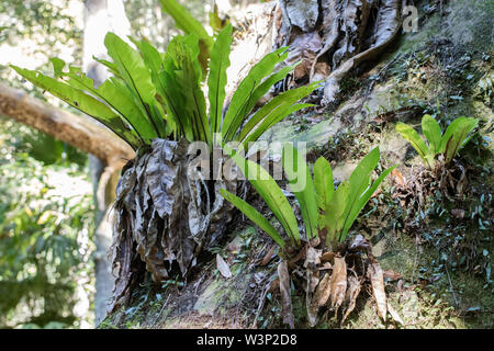 Bird's Nest Farn Asplenium-art Stockfoto