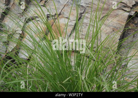 Büschel Gras vor einer Felswand wachsende Stockfoto