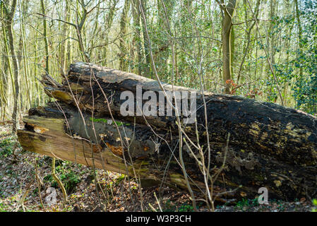 Das Naturparadies Hasbruch in Norddeutschland in der Nähe von hude Stockfoto