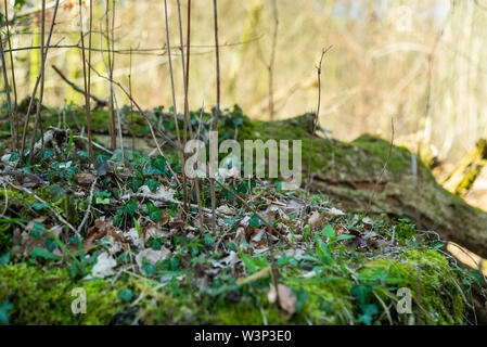 Das Naturparadies Hasbruch in Norddeutschland in der Nähe von hude Stockfoto