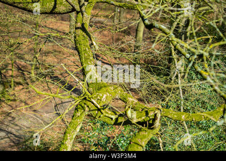 Das Naturparadies Hasbruch in Norddeutschland in der Nähe von hude Stockfoto