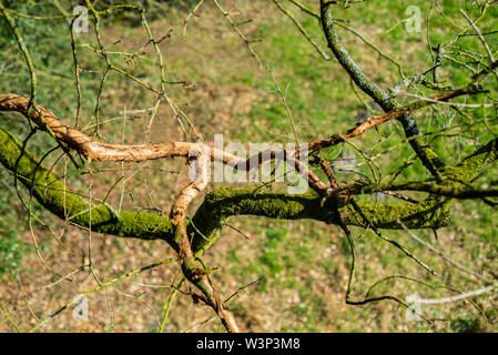 Das Naturparadies Hasbruch in Norddeutschland in der Nähe von hude Stockfoto