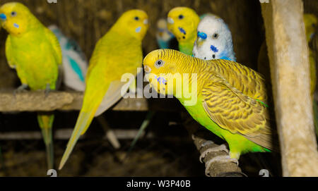 Der bunte budgrigars in einem Käfig in der Nähe, schöne Papageien in einem Käfig. Stockfoto