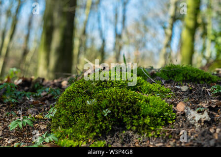 Das Naturparadies Hasbruch in Norddeutschland in der Nähe von hude Stockfoto