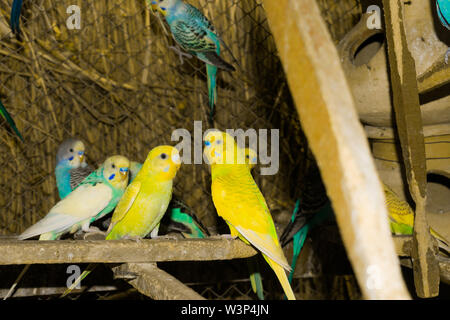 Der bunte budgrigars in einem Käfig in der Nähe, schöne Papageien in einem Käfig. Stockfoto