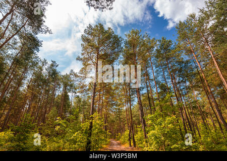 Pinienwald im Juli. Landschaft in Mitteleuropa. Ein Urlaub zu Fuß. Während des Wochenendes. Natürlicher Reichtum. Blauer Himmel mit Wolken. Gasse unter den Bäumen Stockfoto