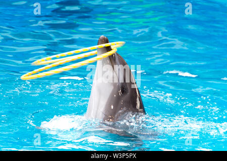 Delfin Schwimmen und Tanzen im Pool mit akrobatischen Ringe Stockfoto