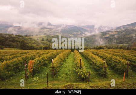 Dorf Lebensstil, Saison von Himbeeren, Bauernhof in den Bergen. Stockfoto