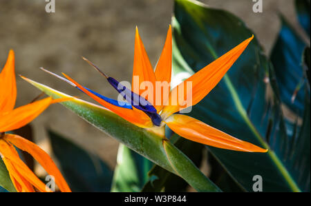 Dalat Flower Gardens Stockfoto