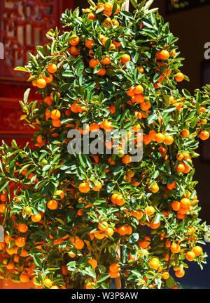 Tangerine Tree Vietnam Stockfoto