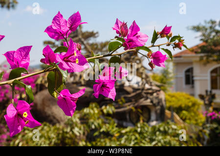 Bougainvillea glabra Stockfoto