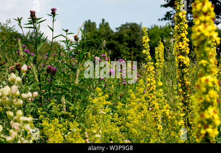 Eine wildflower Meadow in der Bergleute Tierschutz Park, Bedworth, Warwickshire, England, Vereinigtes Königreich Stockfoto