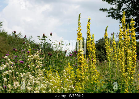 Eine wildflower Meadow in der Bergleute Tierschutz Park, Bedworth, Warwickshire, England, Vereinigtes Königreich Stockfoto