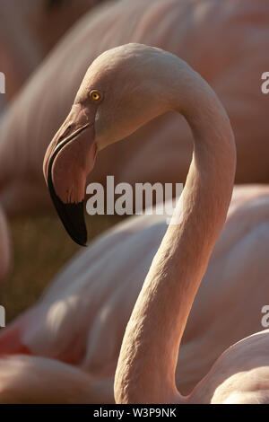 Ein Flamingo (Detail des Kopfes) im Brünner ZOO Stockfoto