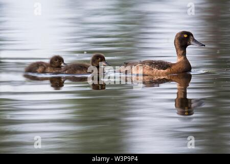 Mit Küken Reiherente (Aythya fuligula), Baden-Wurtthemberg, Deutschland Stockfoto