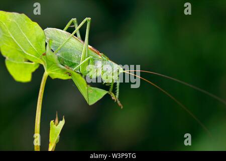 Tettigonia cantans (Tettigonia cantans), männlich sitzen auf Blatt, Schleswig-Holstein, Deutschland Stockfoto