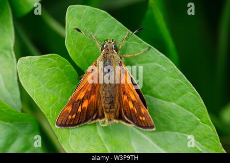 Große skipper (Ochlodes sylvanus) auf Blatt, Schleswig-Holstein, Deutschland Stockfoto