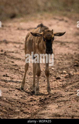 Baby Gnus steht am Anschluss im Sonnenschein Stockfoto