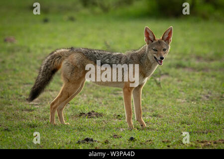 Black-backed Jackal steht in Gras eyeing Kamera Stockfoto