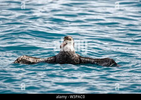 Southern giant Petrel (Macronectes giganteus) mit längeren Flügeln in den südlichen Atlantik an der Küste von South Georgia, South Georgia und die South Stockfoto