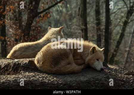 Wölfe im Brünner ZOO Stockfoto
