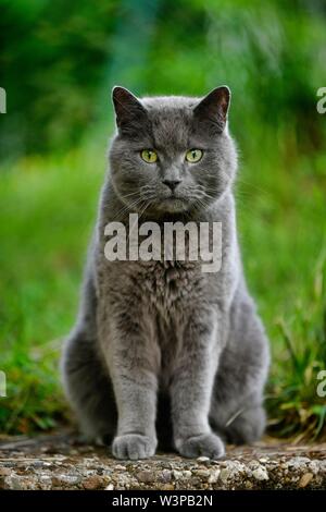 Russisch Blau, Cat, Stuttgart, Baden-Württemberg, Deutschland Stockfoto