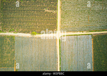 Luftbild von Ananas Plantagen in Tam DIep, Ninh Binh, Vietnam Stockfoto