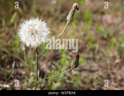 Weißen flauschigen Löwenzahn mit eine geschlossene Knospe und einem Spinnennetz Stockfoto