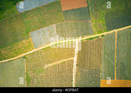 Luftbild von Ananas Plantagen in Tam DIep, Ninh Binh, Vietnam Stockfoto