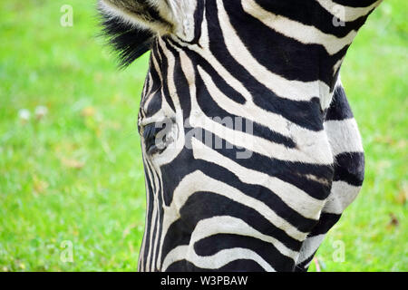 Nahaufnahme des Chapman's Zebra fressen Gras Stockfoto