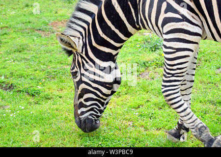 Porrait des Chapman's Zebra fressen Gras Stockfoto