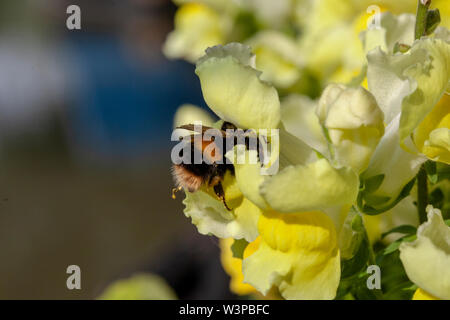 Ein Bee Pollen sammeln Auf einem snapdragon Stockfoto