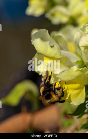 Ein Bee Pollen sammeln Auf einem snapdragon Stockfoto