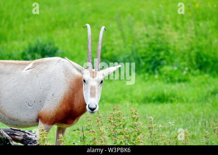 Oryx gazella Portrait in der Natur Stockfoto