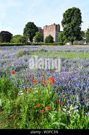 Brighton, UK, 16. Juli 2019 - Einen schönen, sonnigen warmen Morgen im Brighton wildflower Meadow in Preston Park. Die wildflower Meadow, die ursprünglich im Jahr 2013 wurde am stillgelegten Bowling Greens, die vom Rat und von Freiwilligen gesät bietet einen Teppich von Farbe in jedem Sommer. Foto: Simon Dack/Alamy leben Nachrichten Stockfoto