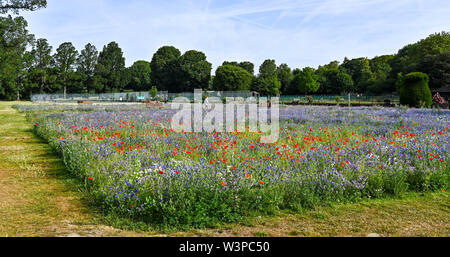 Brighton, UK, 16. Juli 2019 - Einen schönen, sonnigen warmen Morgen im Brighton wildflower Meadow in Preston Park. Die wildflower Meadow, die ursprünglich im Jahr 2013 wurde am stillgelegten Bowling Greens, die vom Rat und von Freiwilligen gesät bietet einen Teppich von Farbe in jedem Sommer. Foto: Simon Dack/Alamy leben Nachrichten Stockfoto