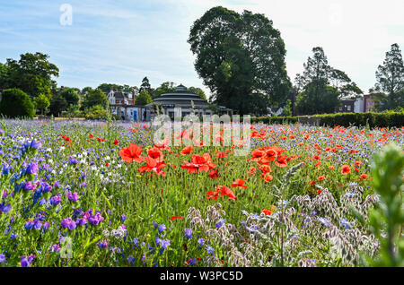 Brighton, UK, 16. Juli 2019 - Einen schönen, sonnigen warmen Morgen im Brighton wildflower Meadow in Preston Park. Die wildflower Meadow, die ursprünglich im Jahr 2013 wurde am stillgelegten Bowling Greens, die vom Rat und von Freiwilligen gesät bietet einen Teppich von Farbe in jedem Sommer. Foto: Simon Dack/Alamy leben Nachrichten Stockfoto