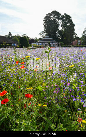 Brighton, UK, 16. Juli 2019 - Einen schönen, sonnigen warmen Morgen im Brighton wildflower Meadow in Preston Park. Die wildflower Meadow, die ursprünglich im Jahr 2013 wurde am stillgelegten Bowling Greens, die vom Rat und von Freiwilligen gesät bietet einen Teppich von Farbe in jedem Sommer. Foto: Simon Dack/Alamy leben Nachrichten Stockfoto