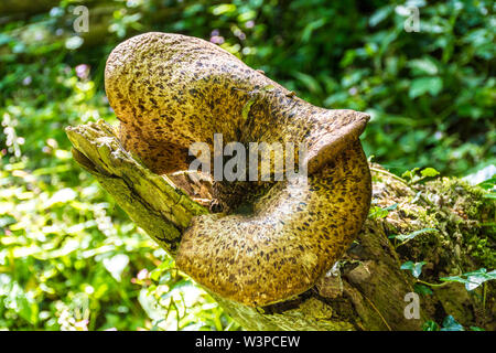 Inonotus dryadeus, eiche Halter, ist eine ungeniessbare Arten von Pilzen der Gattung Inonotus. In Somerset, Großbritannien gefunden Stockfoto