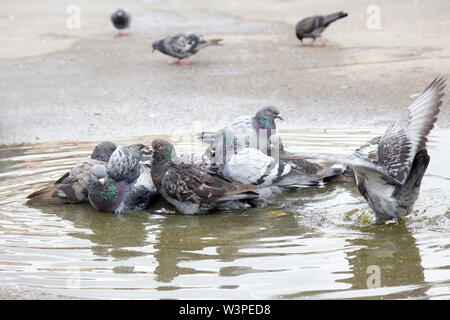 Städtische Taube gebadet in der Pfütze nach Regen. Vögel in der Stadt in Osteuropa Stockfoto