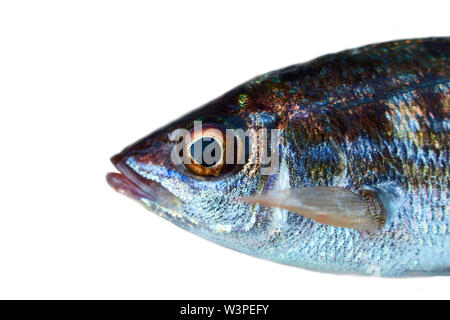 Gestromt pickarel (Spicara maena) von der südlichen Küste der Krim, am Schwarzen Meer, Makro portrait halben Körper isoliert auf weißem Hintergrund Stockfoto