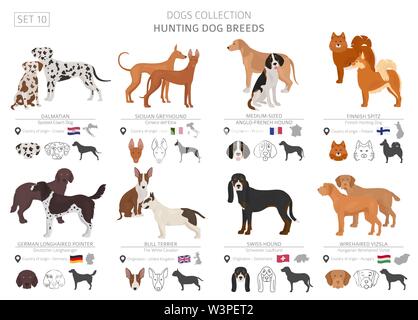 Jagdhunde Sammlung isoliert auf Weiss. Flat Style. Andere Farbe und Herkunftsland. Vector Illustration Stock Vektor