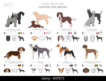 Jagdhunde Sammlung isoliert auf Weiss. Flat Style. Andere Farbe und Herkunftsland. Vector Illustration Stock Vektor