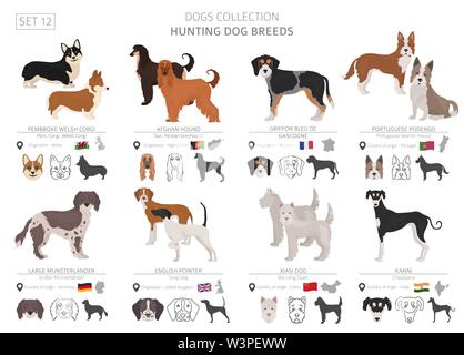 Jagdhunde Sammlung isoliert auf Weiss. Flat Style. Andere Farbe und Herkunftsland. Vector Illustration Stock Vektor