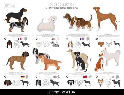 Jagdhunde Sammlung isoliert auf Weiss. Flat Style. Andere Farbe und Herkunftsland. Vector Illustration Stock Vektor