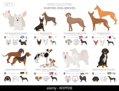 Jagdhunde Sammlung isoliert auf Weiss. Flat Style. Andere Farbe und Herkunftsland. Vector Illustration Stock Vektor