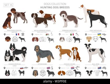 Jagdhunde Sammlung isoliert auf Weiss. Flat Style. Andere Farbe und Herkunftsland. Vector Illustration Stock Vektor