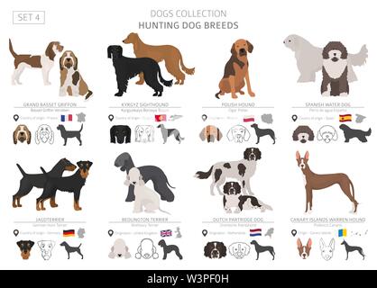 Jagdhunde Sammlung isoliert auf Weiss. Flat Style. Andere Farbe und Herkunftsland. Vector Illustration Stock Vektor