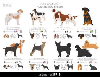 Jagdhunde Sammlung isoliert auf Weiss. Flat Style. Andere Farbe und Herkunftsland. Vector Illustration Stock Vektor